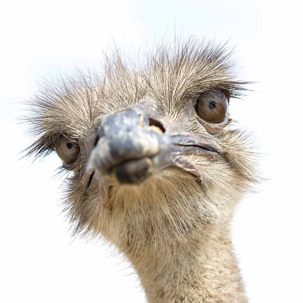 Ostrich paying attention